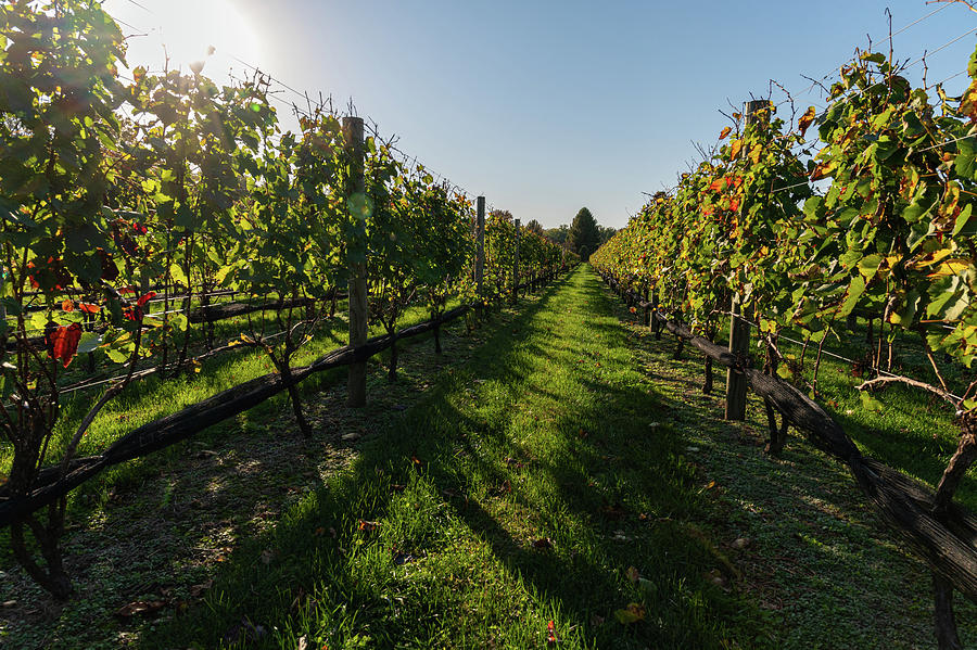 Late Day in the Vines Photograph by Kristopher Schoenleber