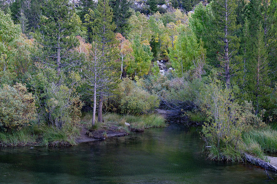 Late Fall Colors on Bishop Creek, California Photograph by Bonnie Colgan