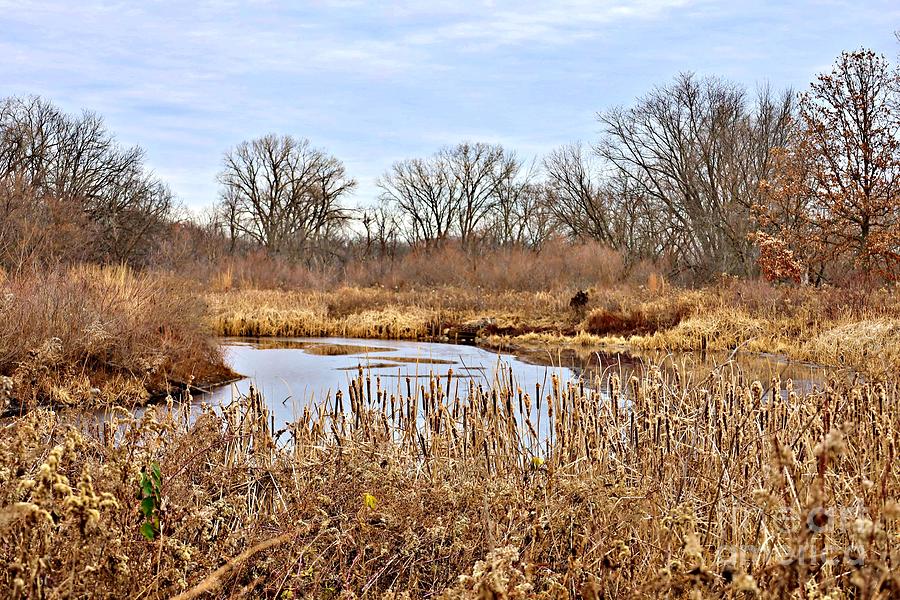 Madison Photograph - Late Fall in the Marsh by Martha Sherman