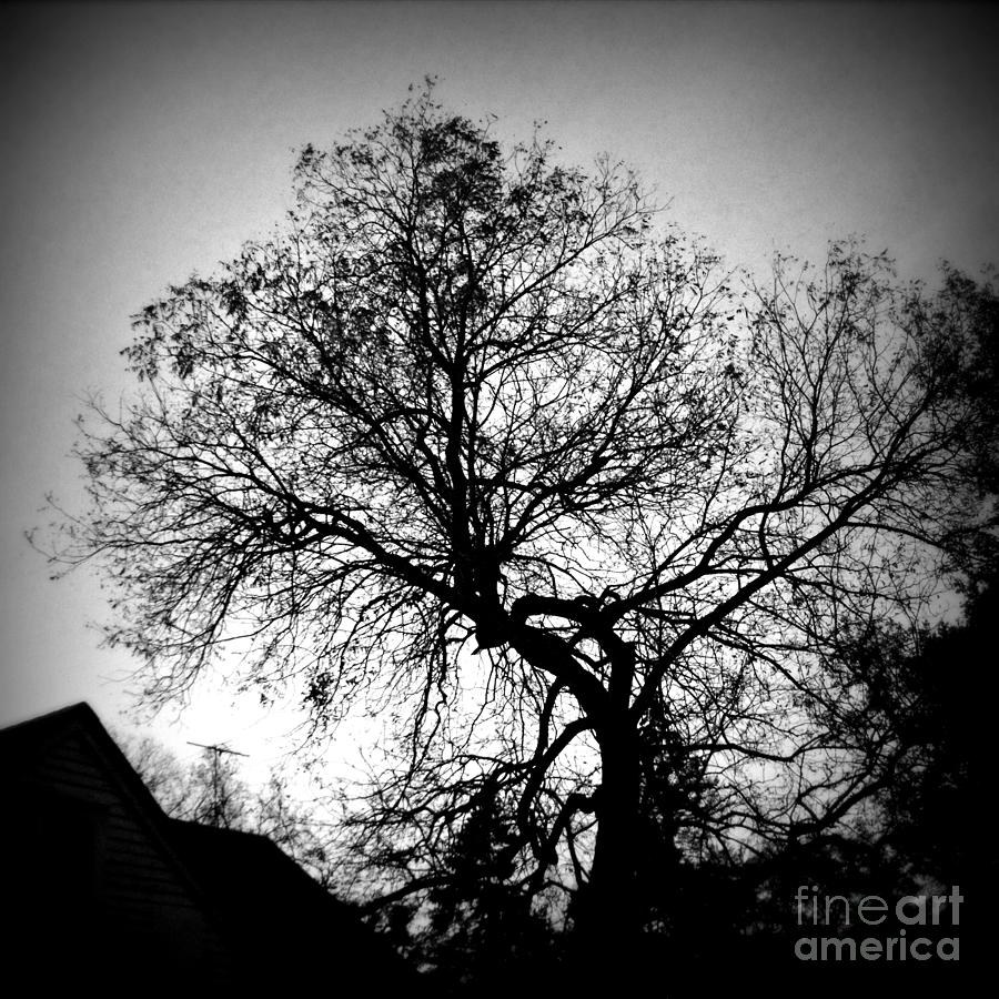 Late Fall Nature Silhouette - Black and White - Frank J Casella Photograph by Frank J Casella