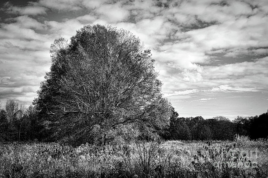 Late Fall New Jersey Wilderness Landscape black and white Photograph by Paul Ward