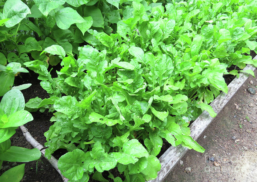 Late July Arugula in The Kitchen Garden. The Victory Garden Collection. Photograph by Amy E Fraser
