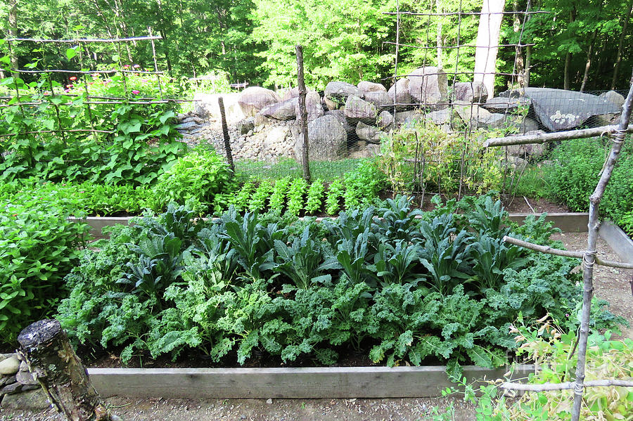 Late July Kale in The Potager. The Victory Garden Collection. Photograph by Amy E Fraser