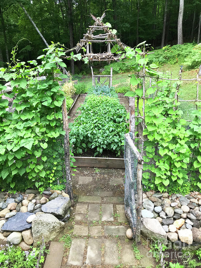 Late July Open Garden Gate Entrance in The Kitchen Garden. The Victory Garden Collection Photograph by Amy E Fraser