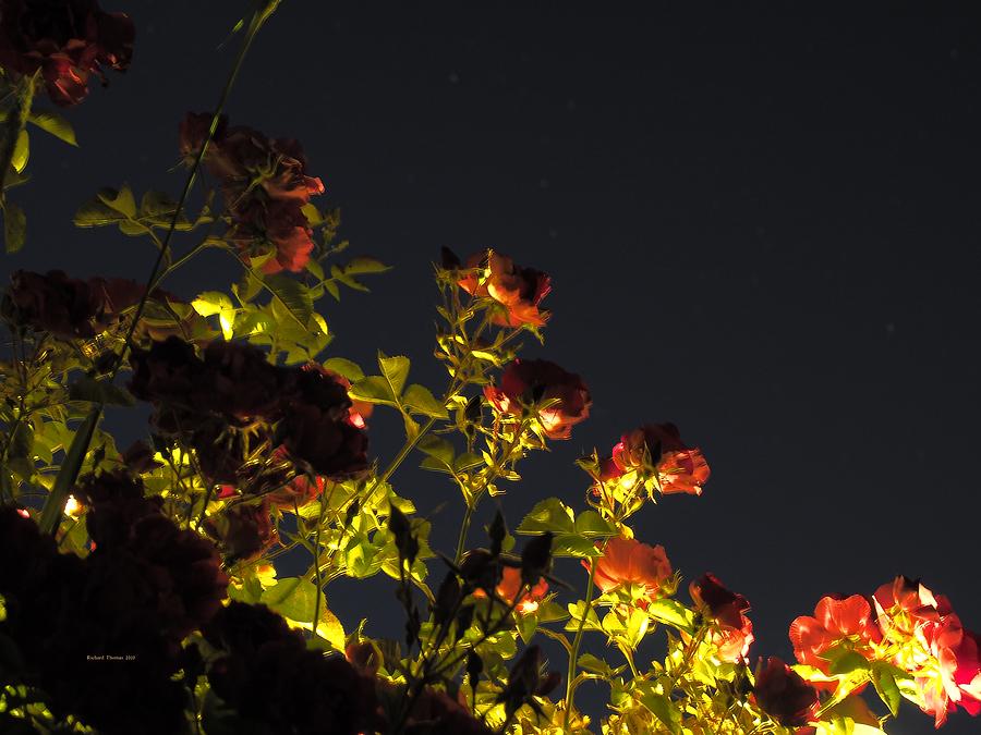 Late Night Red Roses Photograph