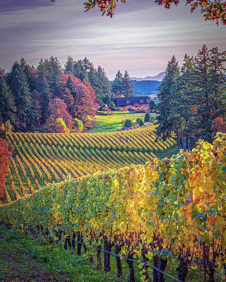 Late October...Winters Hill Vineyard Photograph by Marvin Mast