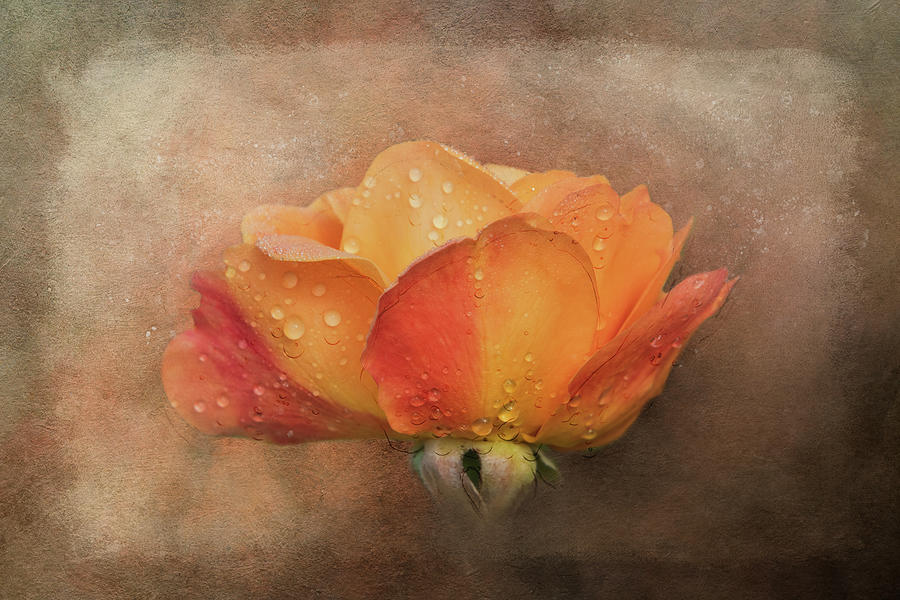 Late Season Rose Digital Art by Terry Davis