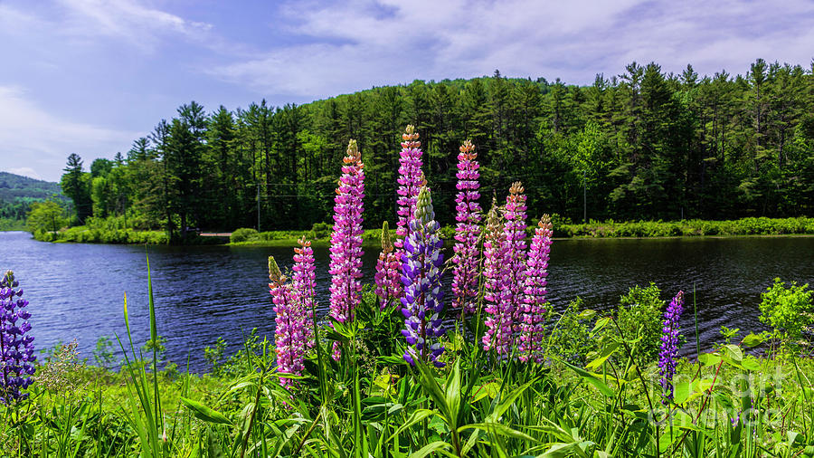 Late spring in New Hampshire Photograph by New England Photography