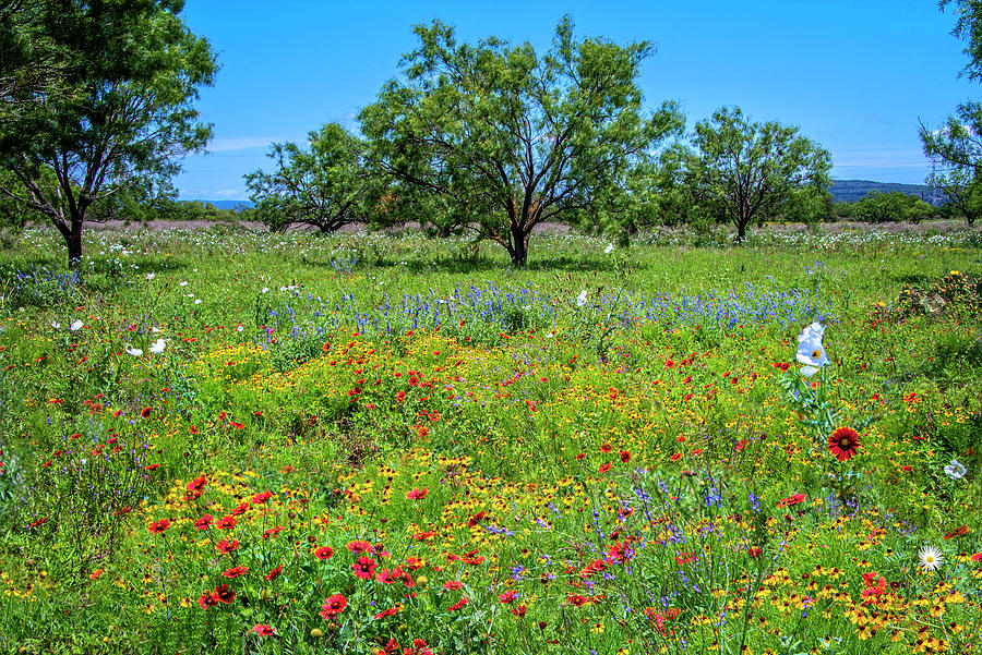 Late Spring Wildflowers on the Willow City Loop Photograph by Lynn Bauer