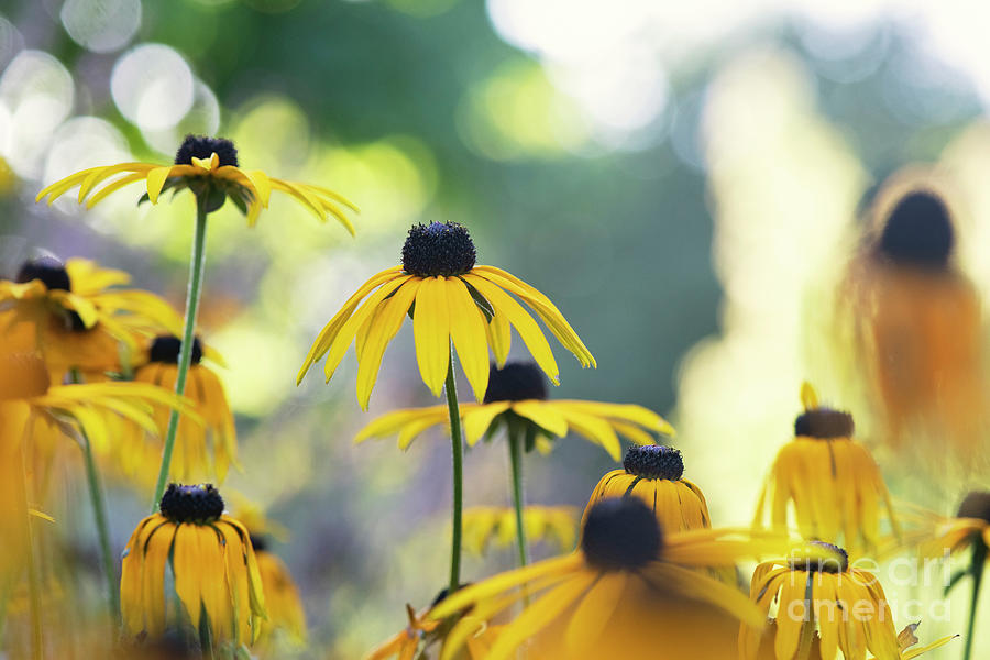 Flower Photograph - Late Summer Coneflowers  by Tim Gainey