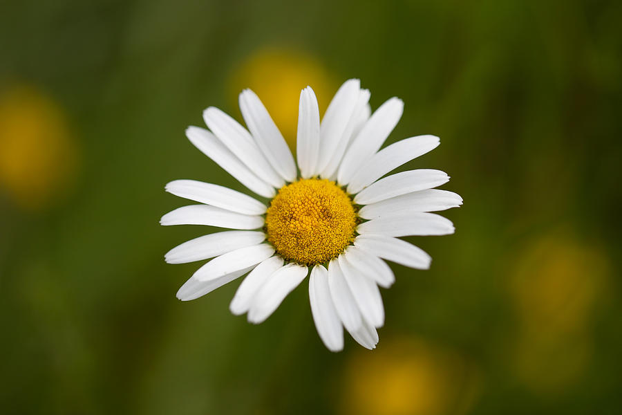 Late summer daisy Photograph by Ford Photography - Fine Art America