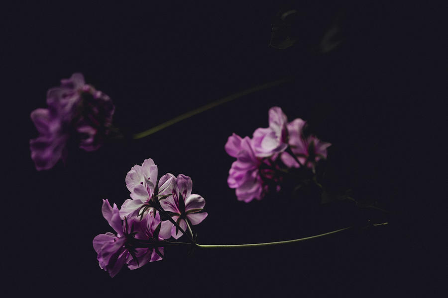 Late Summer Geraniums Photograph by Denise Kopko