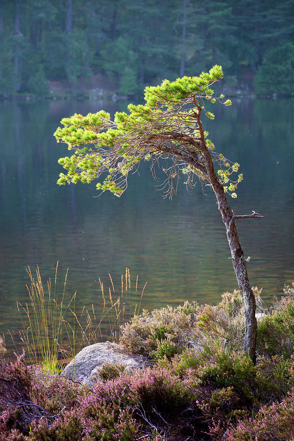 Pine Tree Photograph - Late summer light beside Loch An Eilein by Anita Nicholson