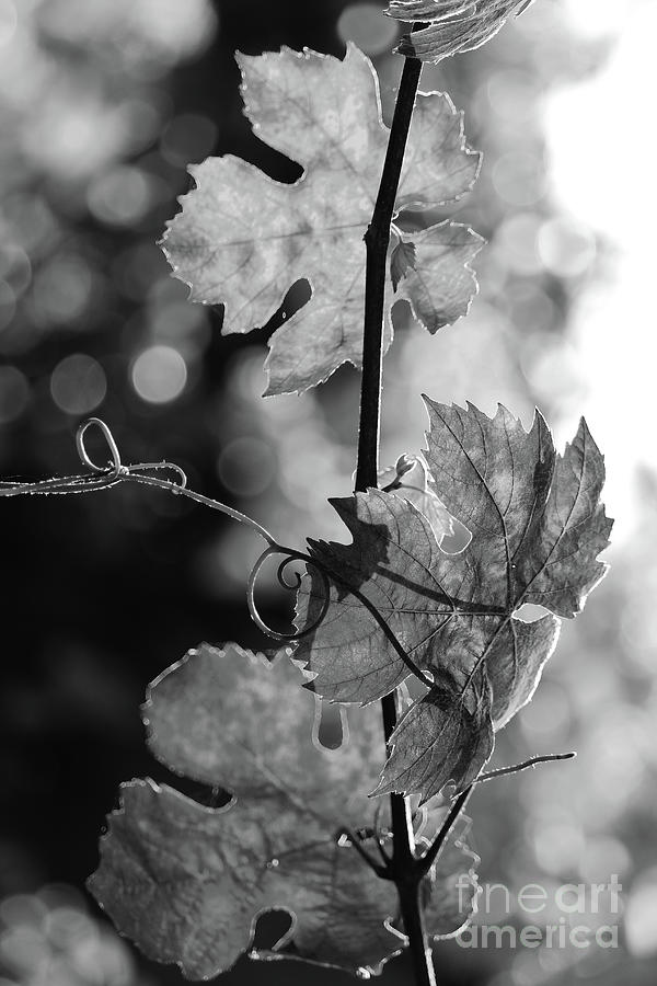 Late summer memories black and white vertical Photograph by Eddie Barron