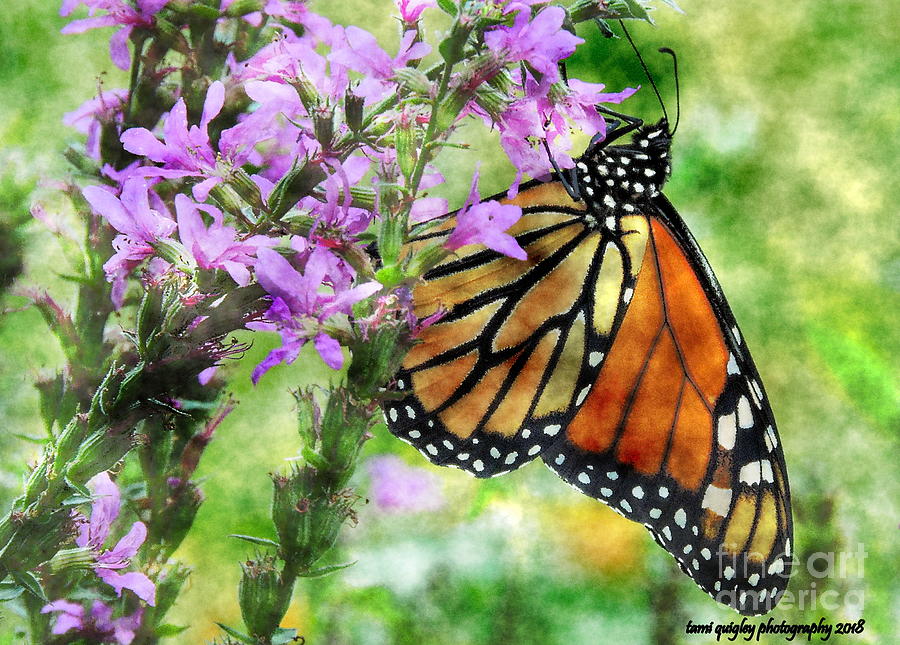 Late Summer Monarch Photograph by Tami Quigley