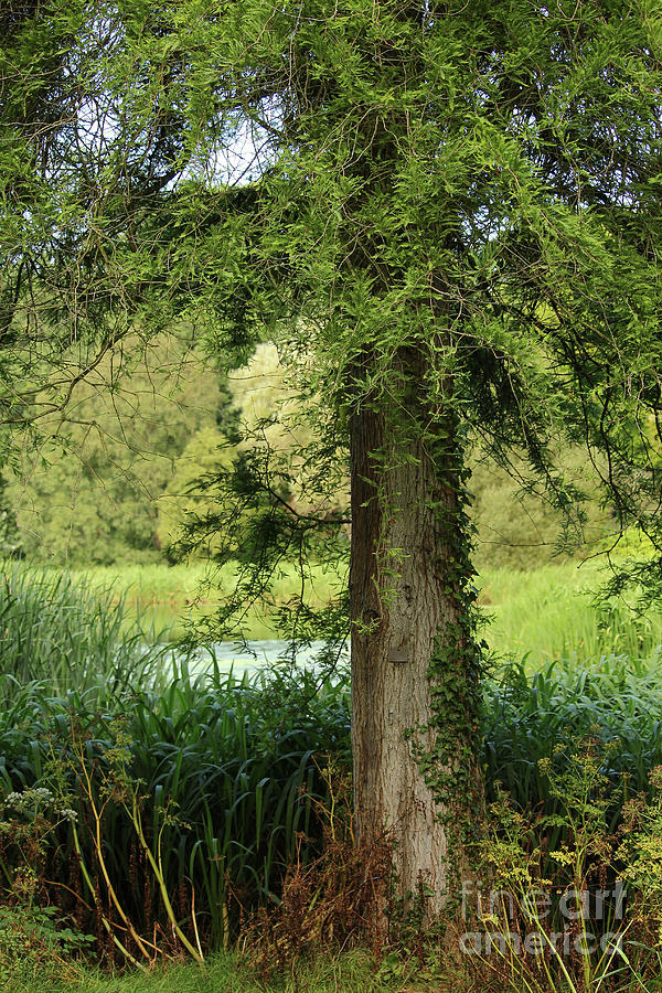 Late summer park walk vertical mount stewart Photograph by Eddie Barron ...