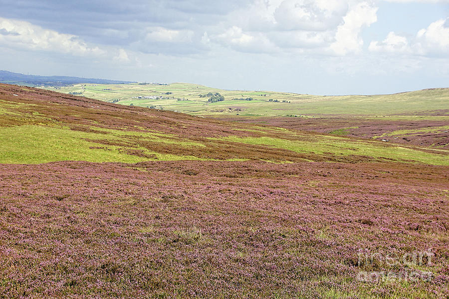 Late summer purple heather. Photograph by David Birchall
