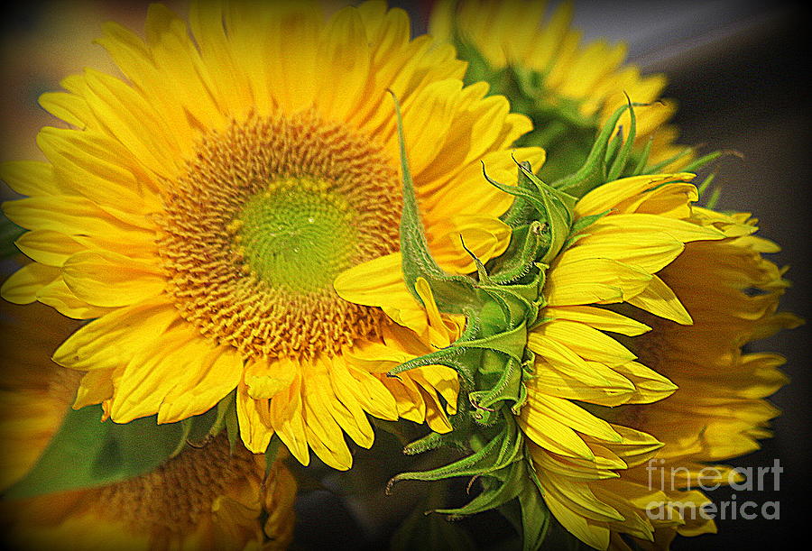 Sunflower Photograph - Late Summer Sunflowers by Dora Sofia Caputo