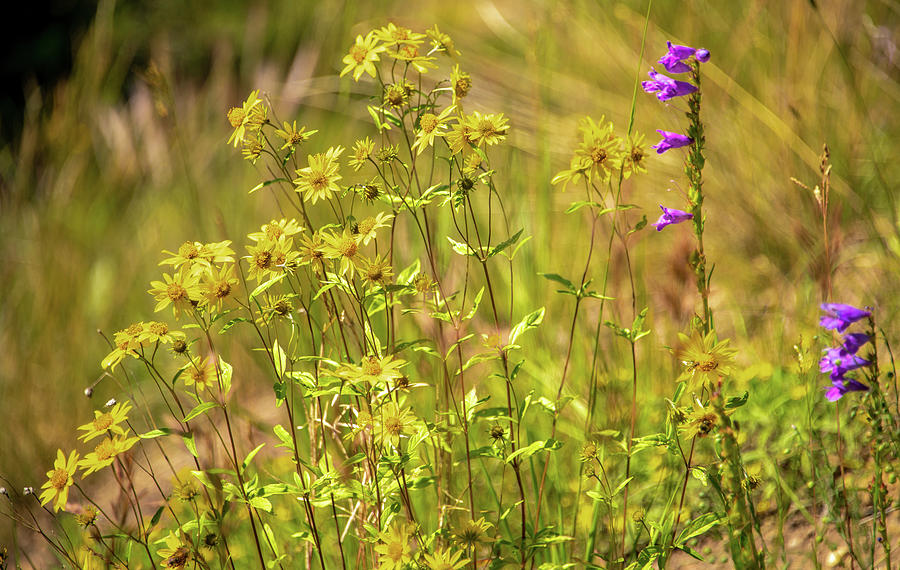 Late Summer Wildflowers, Colorado Rockies Photograph by Marcy Wielfaert
