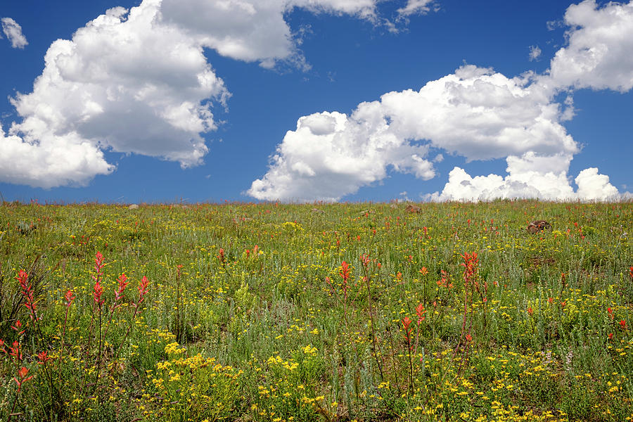 Flower Photograph - Late Summer Wildflowers Northern New Mexico by Mary Lee Dereske