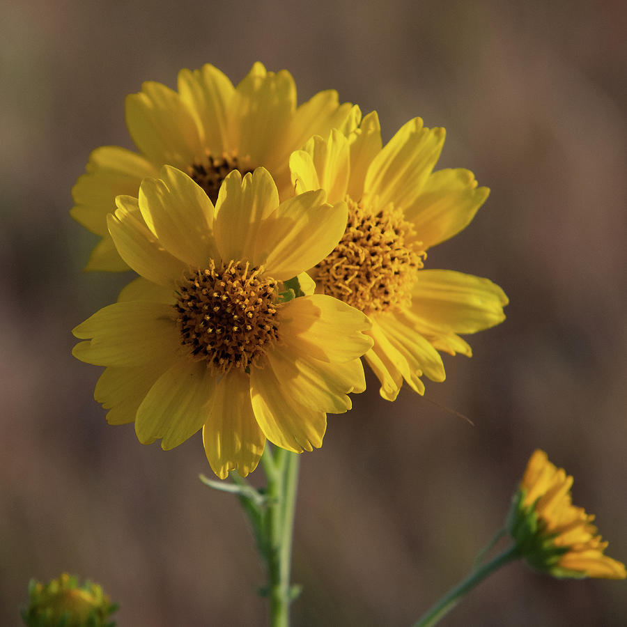 Late Summer Yellow Wildflower  Photograph by Cascade Colors