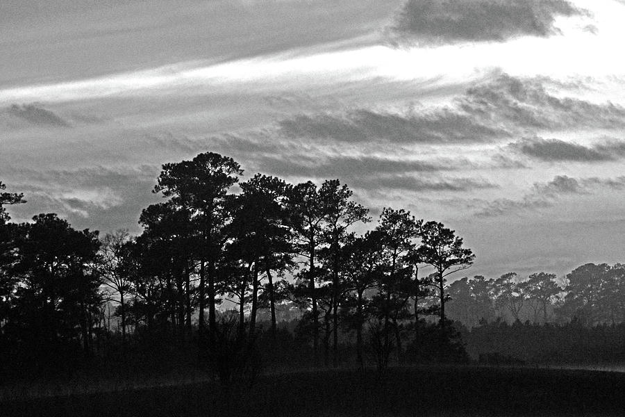 Late Sunset Trees In The Mist In Black And White Photograph