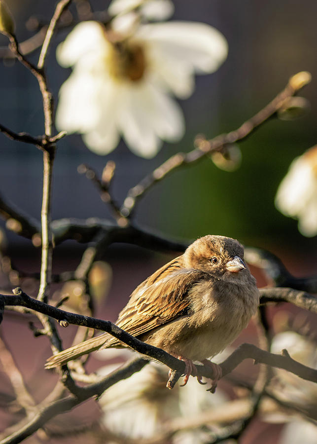Late Winter Sparrow Photograph by Rachel Morrison
