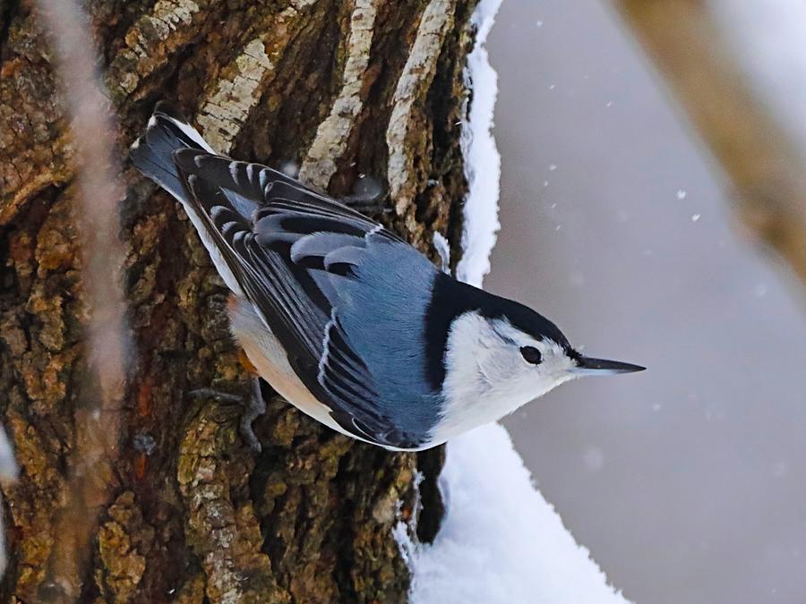 Late Winter White-Breasted Nuthatch Photograph by Bewokephotography ...