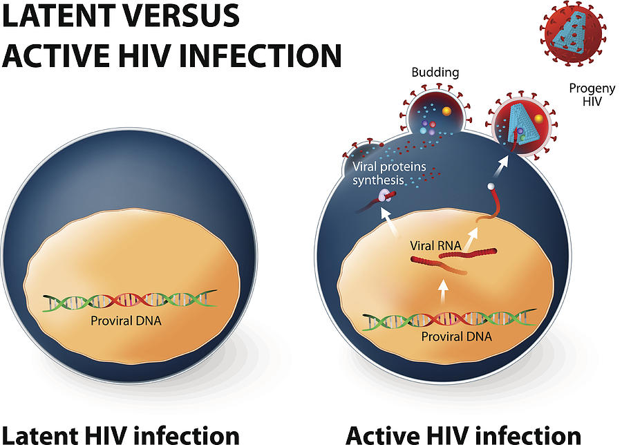Latent and active HIV infection Drawing by Ttsz