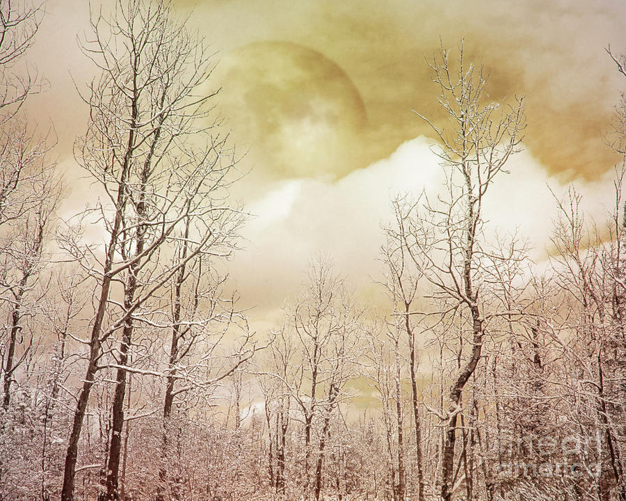 Later In A Golden Winter Woods Photograph