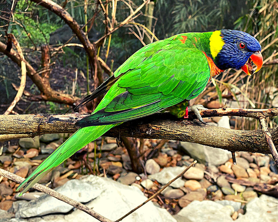 Lateral Lorikeet Photograph by Lee Darnell