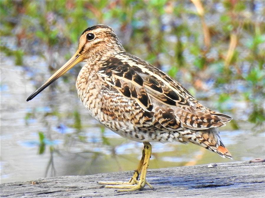 Latham's snipe 3 Photograph by Athol KLIEVE - Pixels