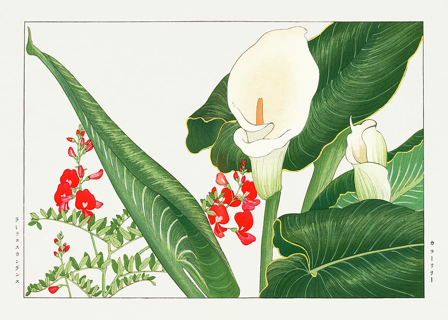 Lathyrus and Calla Lily - Ukiyo e art - Vintage Japanese woodblock art - Seiyo SOKA ZUFU  Digital Art by Studio Grafiikka