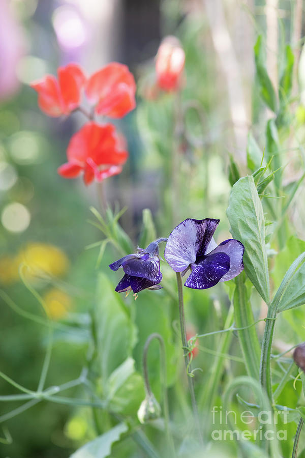 Sweet Pea Earl Grey Flowers Photograph by Tim Gainey