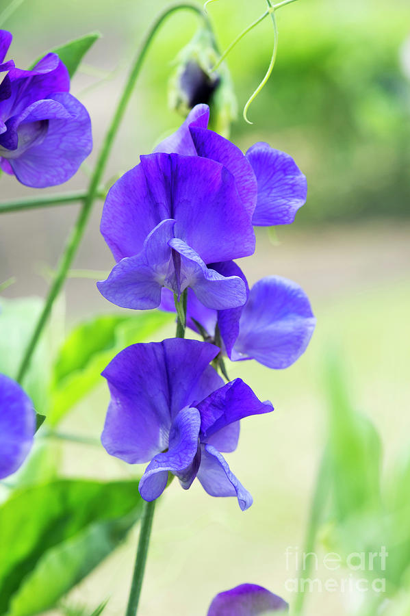 Sweet Pea Heathcliff Flowers Photograph by Tim Gainey