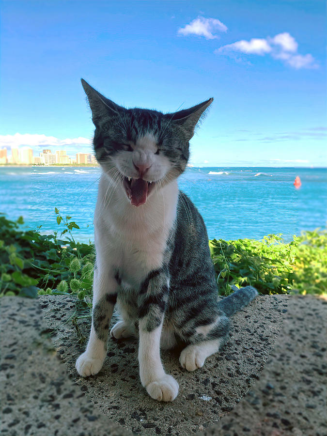 Laughing Cat Photograph by Deborah League