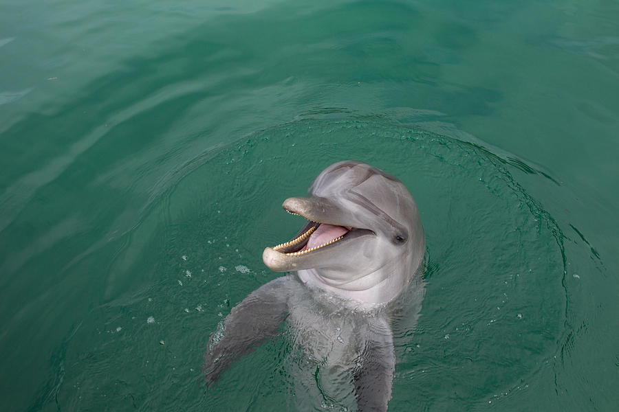 Laughing Dolphin. Photograph by Stephen Frink