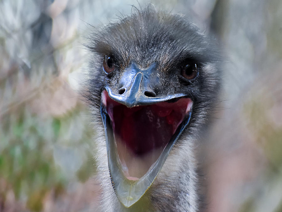 Laughing Emu Photograph by Jobin Francis | Fine Art America