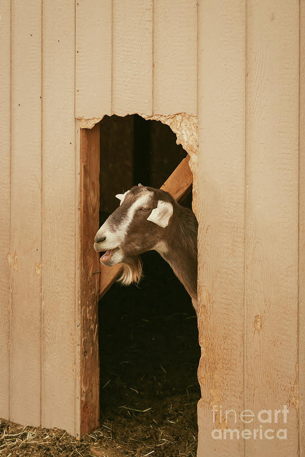 Laughing Goat Photograph by Ana V Ramirez