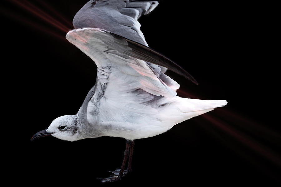 Laughing Gull about to flight Photograph by Perla Copernik