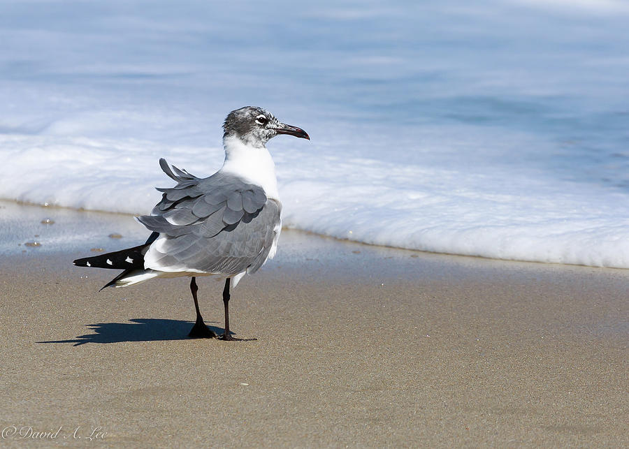 Laughing Gull Photograph by David Lee