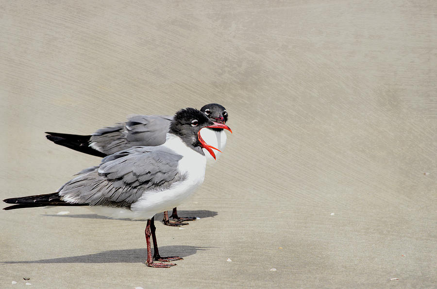 Laughing Gull Exaggerated Call Photograph by Debra Martz