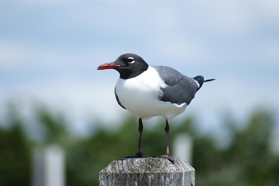 Laughing Gull Photograph by Heather E Harman