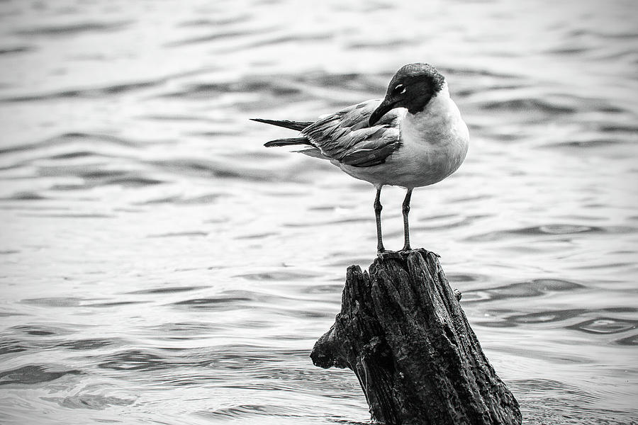 Laughing Gull in Black and White Photograph by Bob Decker