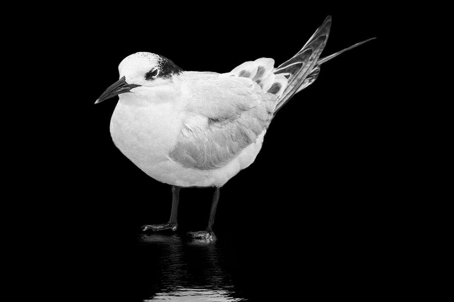 Laughing Gull in Black and White Photograph by Perla Copernik