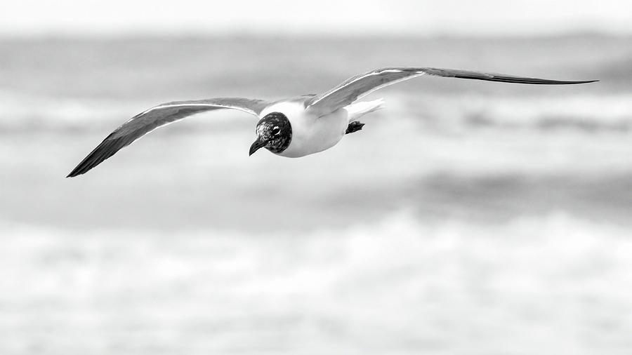 Laughing Gull in Flight Photograph by Dawn Currie