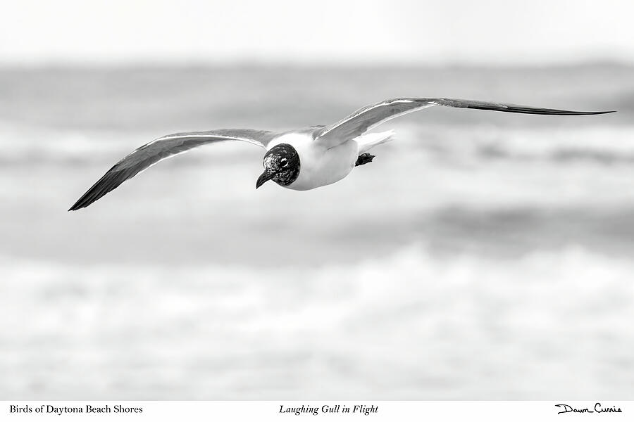 Laughing Gull in Flight-signed Photograph by Dawn Currie