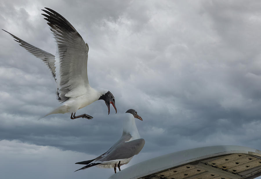 Laughing Gull Landing In Galveston Photograph by Jim Wilce