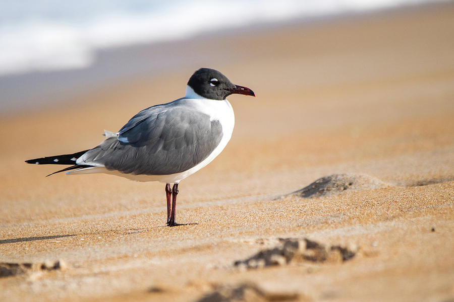 Laughing Gull Photograph