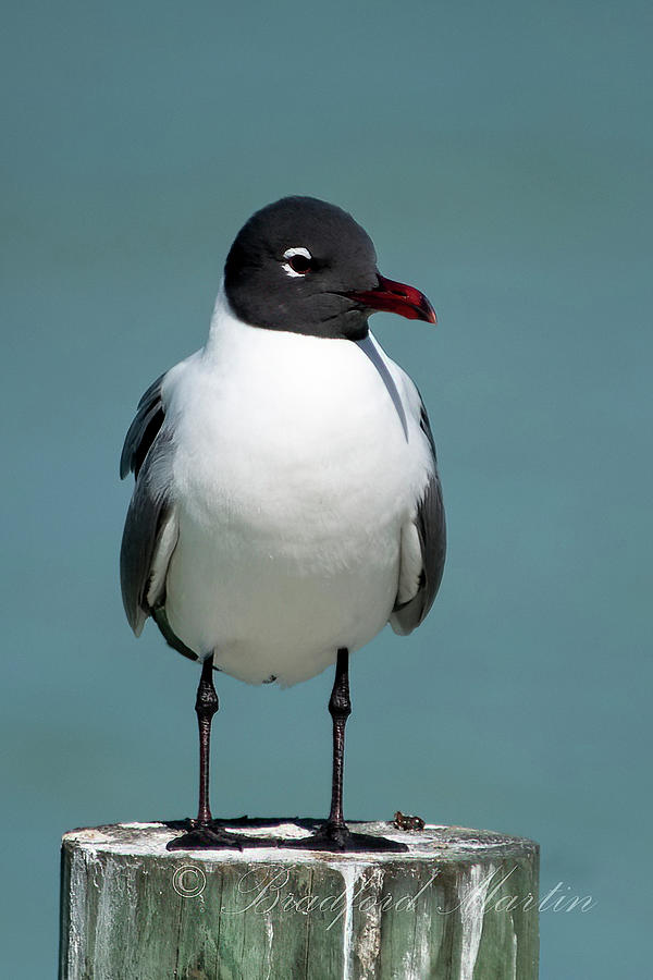 Laughing Gull on  a Dock Post Photograph by Bradford Martin